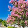 元気な夏の花：呉羽山公園