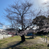 桜の美しさと季節の移り変わり