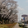 【3月29日現在】　つくば市内の桜の開花状況