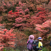 奈良県の絶景スポット。一目100万本のツツジが咲き誇る葛城山へ。