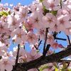 お茶の水 桜が満開！激安都市･日高屋のタンメン･神田神保町スキー店