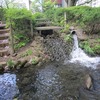 桜堤公園_八重桜（東京都武蔵野市）