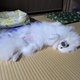 カーブのトリミングハサミを使えばうまく切れるって？