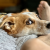 トップの座を狙う犬。