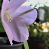 ハイビスカス　ロバツス　　　　精霊の守り花　　　　　　千葉県市川浦安アスファルト脇植物園・自宅
