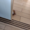 またまた、ハナさんは見た