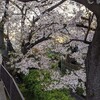 桜　釣り　新型肺炎　さてさて…