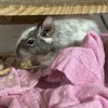 しろごまあん920日目