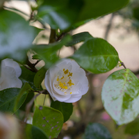 2月の誕生花 旅カメラ 2月の誕生花 旅カメラ