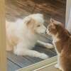 犬と猫の心臓病　原因・治療・ケア