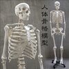 人体骨格模型に関心がありまして・・・迷っています　^-^;