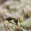 2年生苗の芽吹き