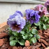 ＊冬の寄せ植えづくり♪＆水栽培のスイセン