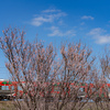 早咲きの桜と赤い電車