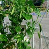 スナップえんどうが実を付けたので