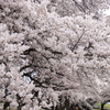 長野電鉄村山橋の桜（2023年）