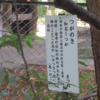 万葉集の世界に飛び込もう（その３２１５）―万葉一日一葉　国分寺万葉庭園（８３）―つがのき