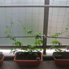生育中