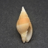 和歌山の貝　キイロフデ（Mitra pellisserpentis,1844）