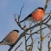 福島の鳥は今