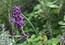 10月下旬のハーブの花たち
