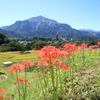 横瀬町・寺坂棚田の彼岸花