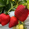 【STRAWBERRY　GARDEN　ROYAL】高級いちごロイヤルクイーンの食べ放題  