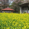 小金井公園の桜