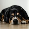 犬がストレスを感じる原因とは？解消法や注意すべきポイントも解説