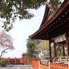 【旅行記】京都で桜鑑賞ひとり旅｜2025年4月（１）1日目午前中（京都府京都市）