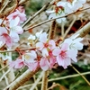 四季桜