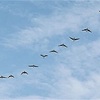 西吹いてかすみの空へ雁帰る