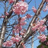 桜早いなぁ