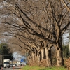 ６号国道の桜並木・・