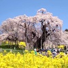 2024年　日本三大桜の三春滝桜が満開だよ！