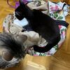 いかないで〜。。。