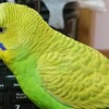 １月２９日の相場を見てみたよ　チュン