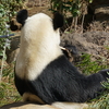 上野動物園に行ってきた！おすすめ情報（時間帯、ルート、写真で撮りやすい動物）