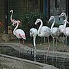 フラミンゴ6羽　福知山市動物園に仲間入り（京都府）