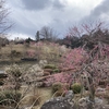 梅を見に、青梅市の梅の公園に行ってきました