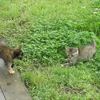 チビクロ母になる　～黒猫追悼記４～
