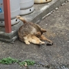 梅の実をねこばばするか巨漢猫