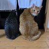 脱走