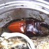 2022/12/30  蛹室内キノコ発生の蛹、無事羽化。