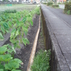 大豆畑に、水樋の設置