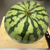 妹んちのすいか🍉