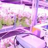 イーソルの環境モニタリングシステムが、LED植物工場で稼働開始