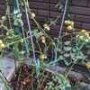 トマト家庭菜園は残りの実の収穫だけになり始める。
