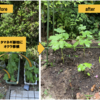 夏野菜　オクラ 08 【プランタから地植えに】