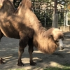 八木山動物園で、超可愛いフレンズたちに会ってきた！【後編】